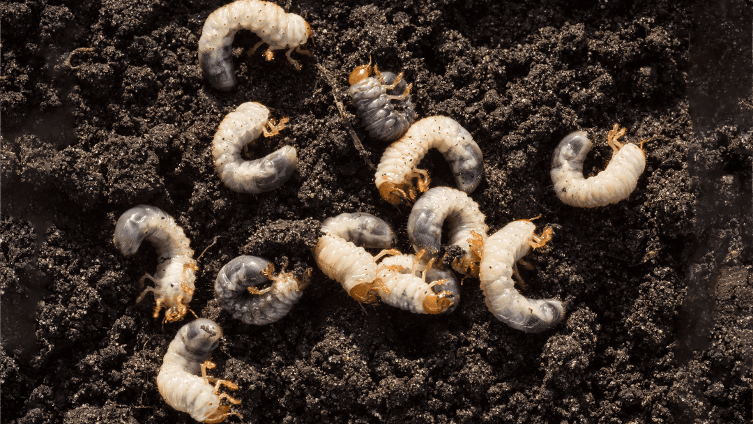 Got Grubs?